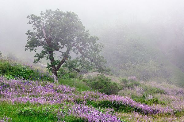 Jones, Adam 아티스트의 Purple Lupine flowers and tree in fog-Bald Hills Road-California작품입니다.
